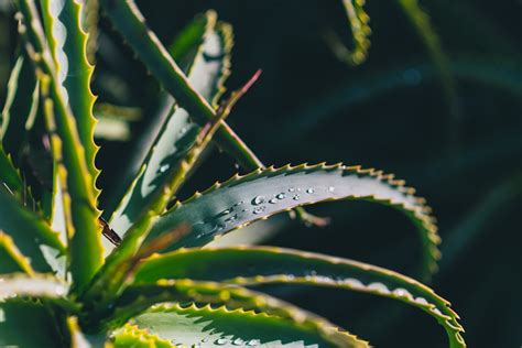 蘆薈淨化空氣|「蘆薈的神奇力量：一盆植栽媲美九台生物空氣清潔器，讓你呼吸。